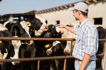 Breeder in front of cows