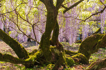 黒木の大藤　Wisteria flower　福岡県八女市