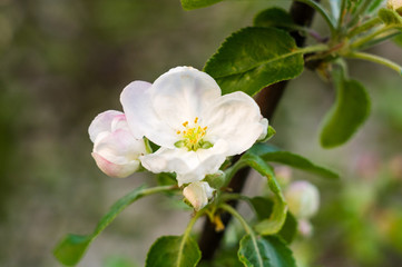 Background of blooming beautiful flowers of apple on a sunny day in early spring close up, soft focus