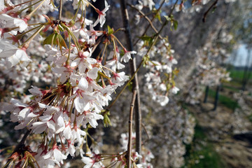 blühende Apfelplantage bei Meckenheim