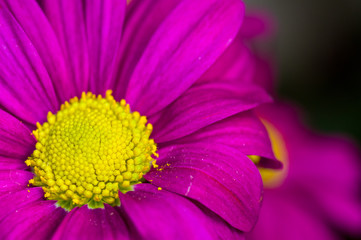 Beautiful bright purple and yellow chrysanthemum flowers, selective focus, macro