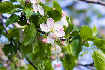 Background of blooming beautiful flowers of apple on a sunny day in early spring close up, soft focus