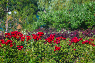 Red Rose flower. Nature. close up, selective focus