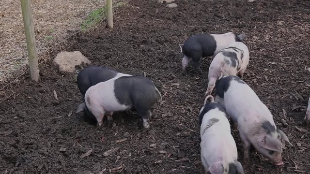 Saddleback piglets playing in a muddy pig pen