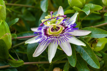passion flower Passiflora caerulea Passionflower against green garden background