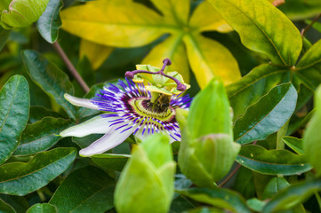 passion flower Passiflora caerulea Passionflower against green garden background