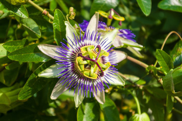 passion flower Passiflora caerulea Passionflower against green garden background