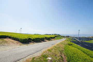 Fototapeta na wymiar 八女中央大茶園　Tea plantation　福岡県八女市