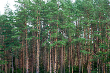 the forest © rsooll