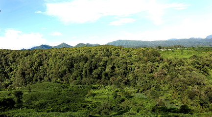 freshness of the Pagilaran Batang tea garden on a sunny morning