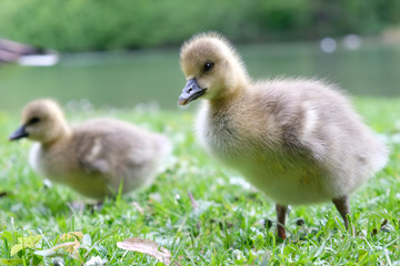 Gänseküken, Gans Küken 