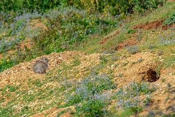 A young rabbit next to its burrow. There are blue wild flowers around.