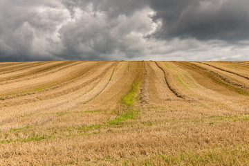 A recently cut field of straw in sunlight. There are dark clouds behind.