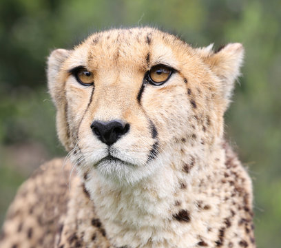 cheetah portrait with natural background