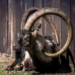 Muflon, koza, koziorożec, baran, długie kręcone rogi © Dreamnordno