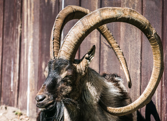 Muflon, koza, koziorożec, baran, długie kręcone rogi © Dreamnordno