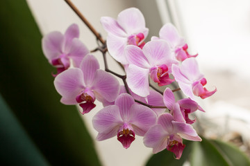 Fototapeta na wymiar Orchid flower white with purple veins