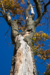 Fototapeta premium Autumn time