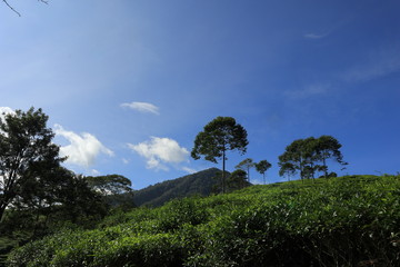 Obraz premium freshness of the Pagilaran Batang tea garden on a sunny morning