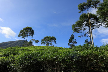 Obraz premium freshness of the Pagilaran Batang tea garden on a sunny morning
