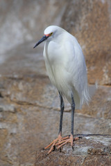 Obraz premium white heron