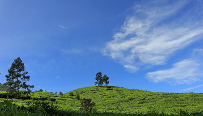 freshness of the Pagilaran Batang tea garden on a sunny morning