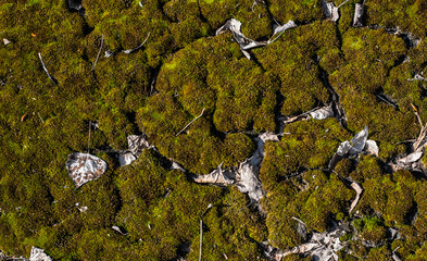 Green-brown moss on gravel background