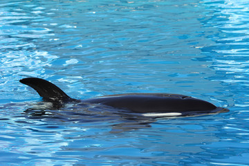 killer whale orca