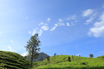 freshness of the Pagilaran Batang tea garden on a sunny morning