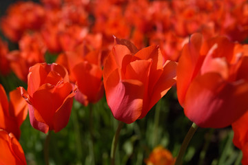Group of red tulip flowers in a Spring garden bed