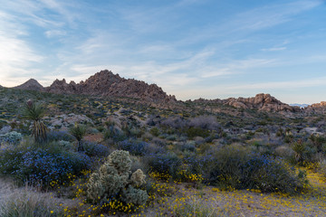 Scenery of wildflowers blooming on a blue sky afternoon in California's Joshua Tree National Park desert landscape