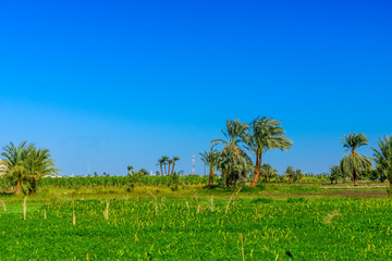 Bank of the Nile river in Luxor, Egypt