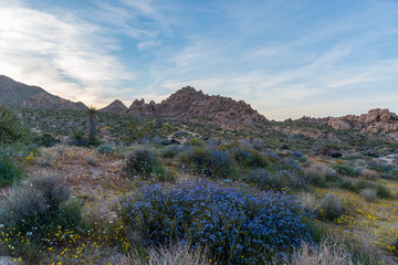 Fototapeta na wymiar Wildflower blooms in the desert of Joshua Tree National Park, California