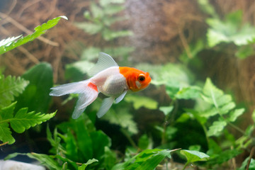 Goldfish carassius auratus natural background