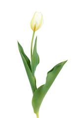 White tulip flower with green leaves isolated on white background. Cultivar Purissima from Fosteriana Group