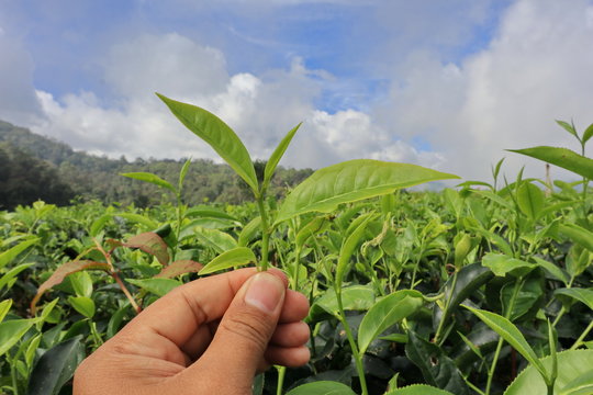 freshness of the Pagilaran Batang tea garden on a sunny morning