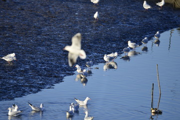The birds of the sea
