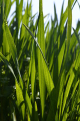 Obraz premium green grass 