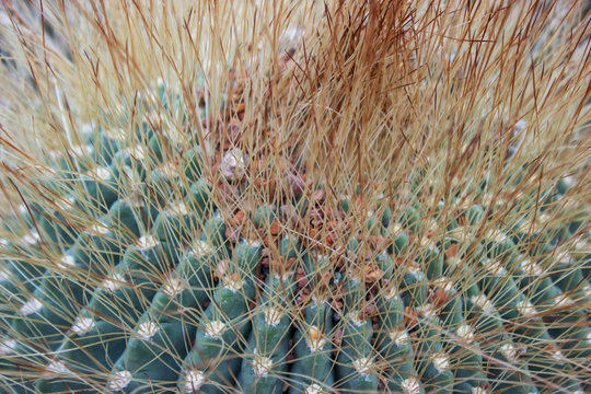 Cactus aylostera steinmanni soehrensia formosa