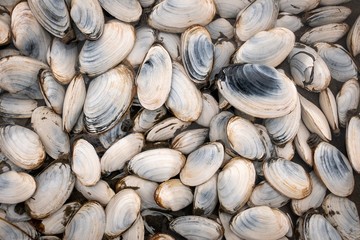 Freshly harvested wild clams from the East Coast.