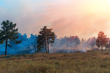 fire. wildfire at sunset, burning pine forest in the smoke and flames.