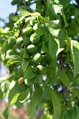Green Plums
