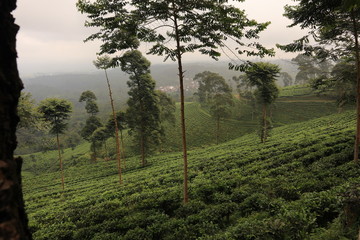 Fototapeta premium tea plantation with blue sky in the morning