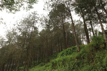 Fototapeta na wymiar tea plantation with blue sky in the morning