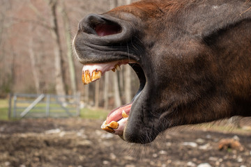Fototapeta premium Yawn