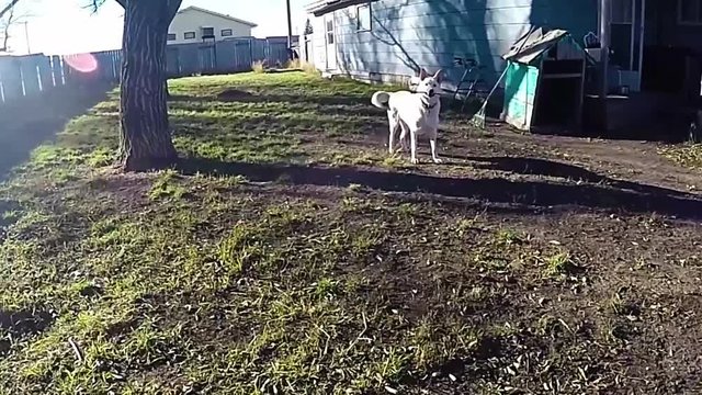 Husky dog running in the yard of a home playing with a dog toy rope bone during a sunny spring day.