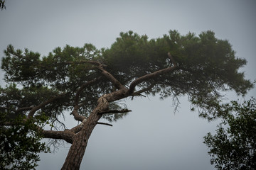 moody trees