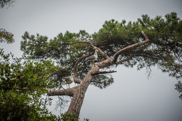 moody trees