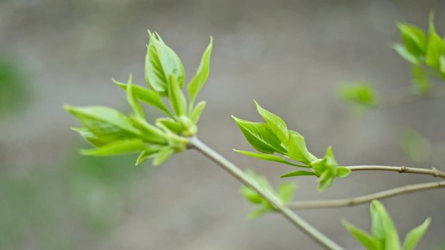 Spring Twigs with fresh freen leaves just gets out of buds