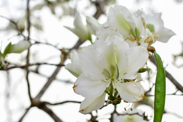 White flower on the trees
